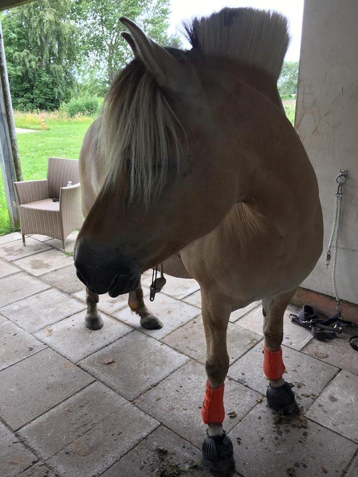 Fjordhest Flicka Fredensdal billede 9