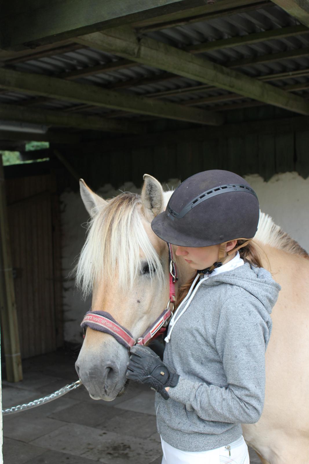 Fjordhest Flicka Fredensdal billede 20