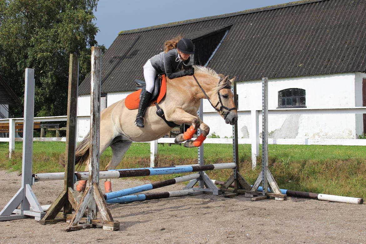 Fjordhest Flicka Fredensdal billede 10