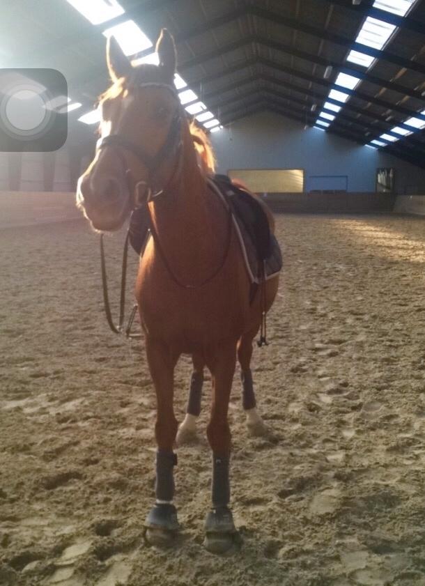 DSP Caesar damgård - Første gang med bandager :) billede 7