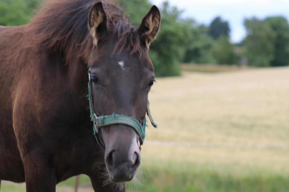 Frederiksborg Taya Fuglebjerg billede 5