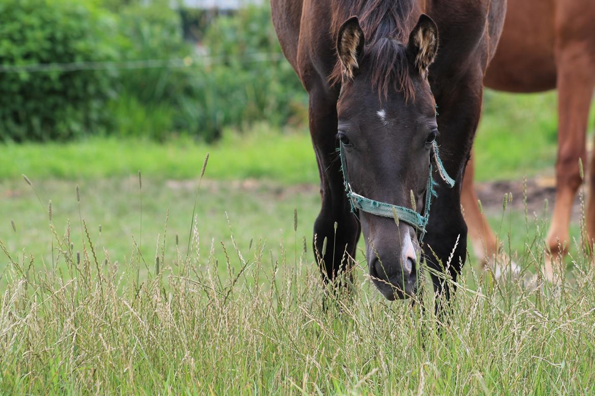 Frederiksborg Taya Fuglebjerg - Da Taya lige var blevet vores <3 billede 2