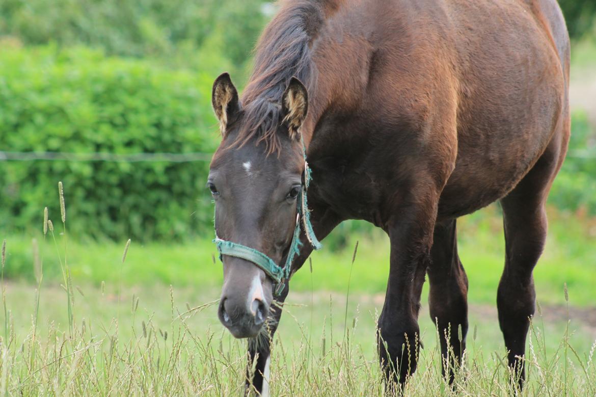 Frederiksborg Taya Fuglebjerg billede 3