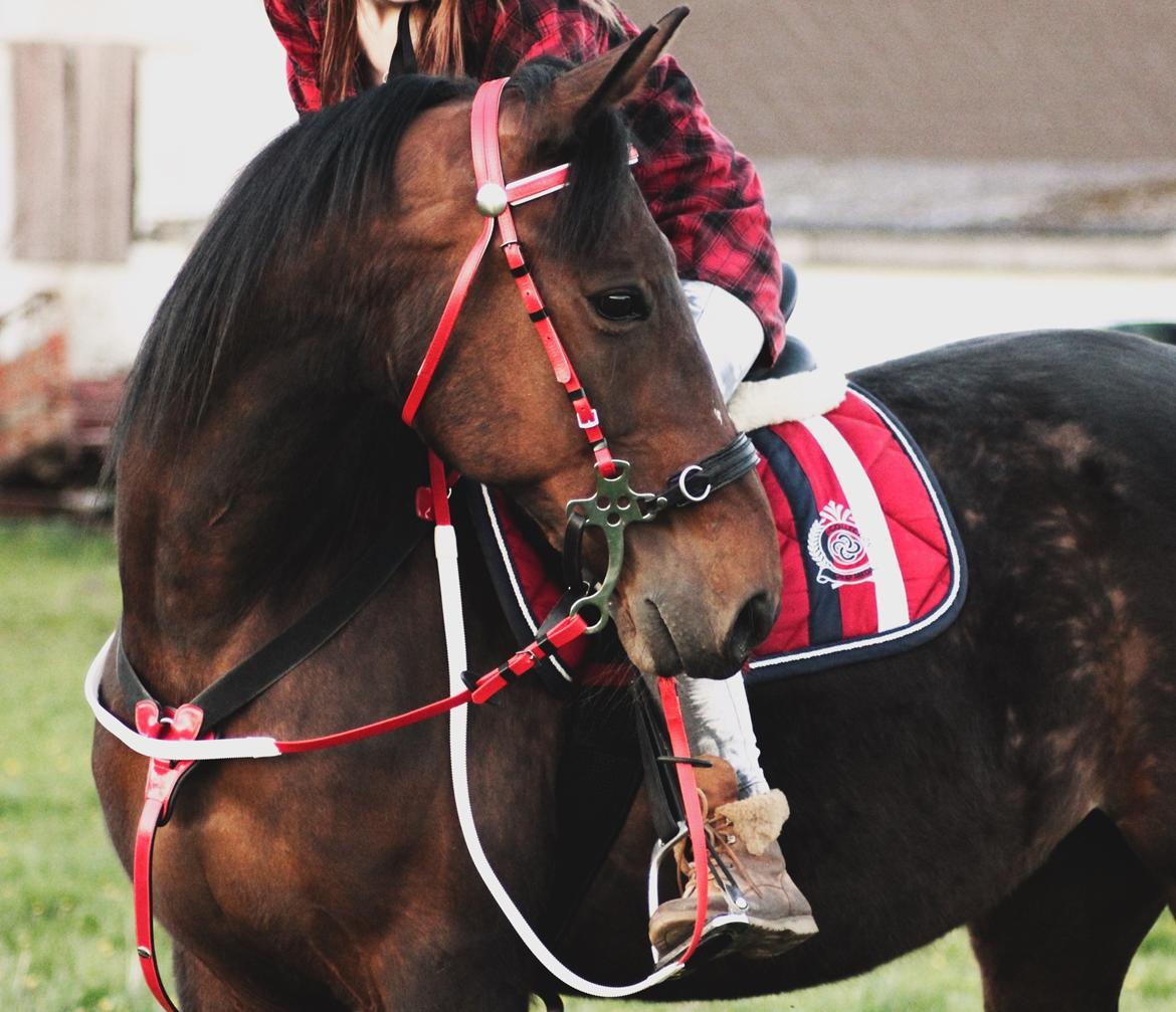 Traver Borlis Alf billede 7