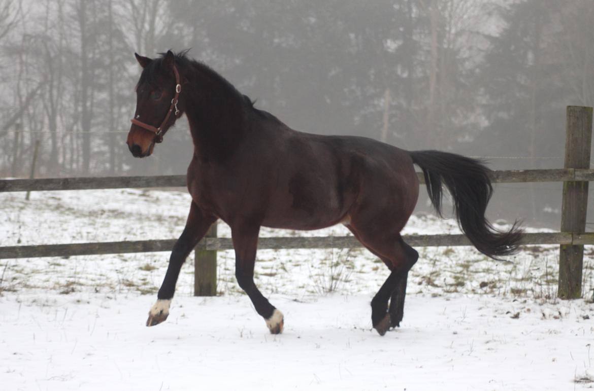 Traver Borlis Alf - Sne hest! billede 4