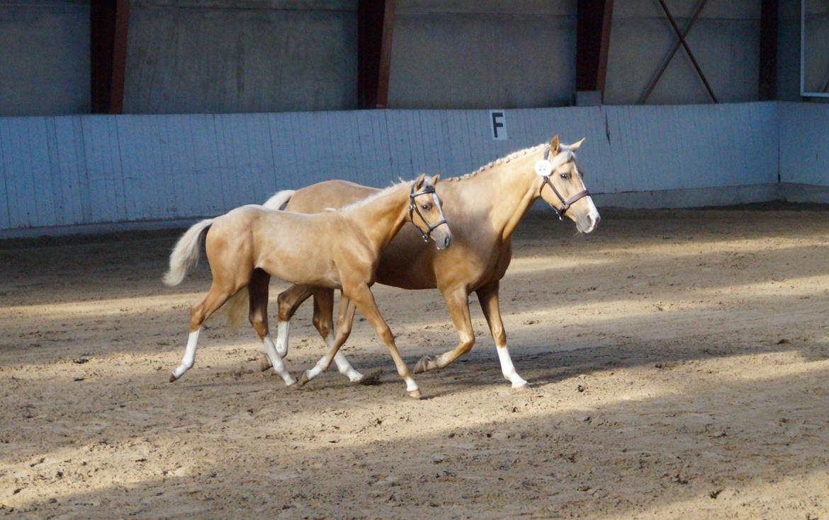 Palomino Hedegaards chrispy hit billede 20