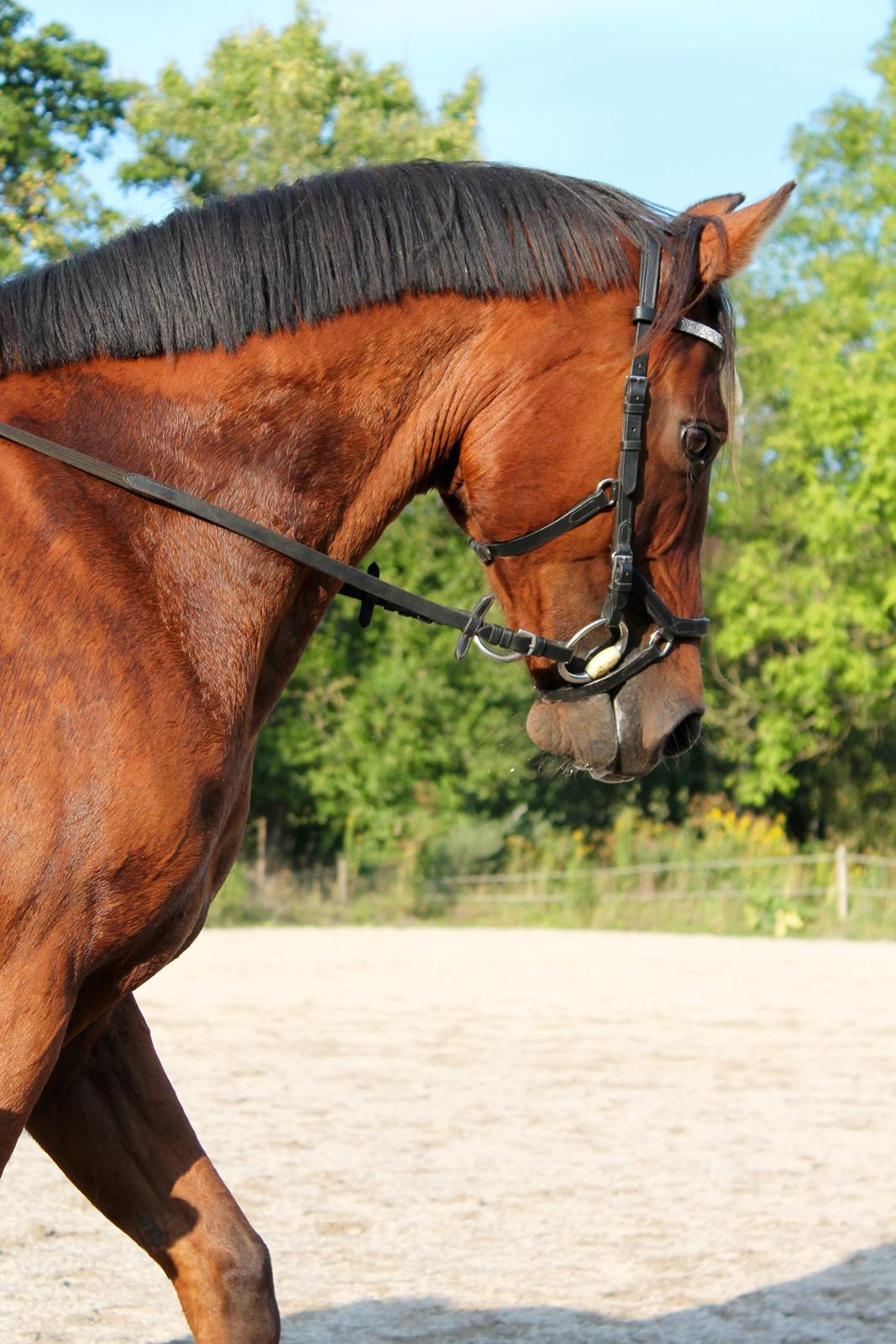 Arabisk fuldblod (OX) Nassim OX billede 17