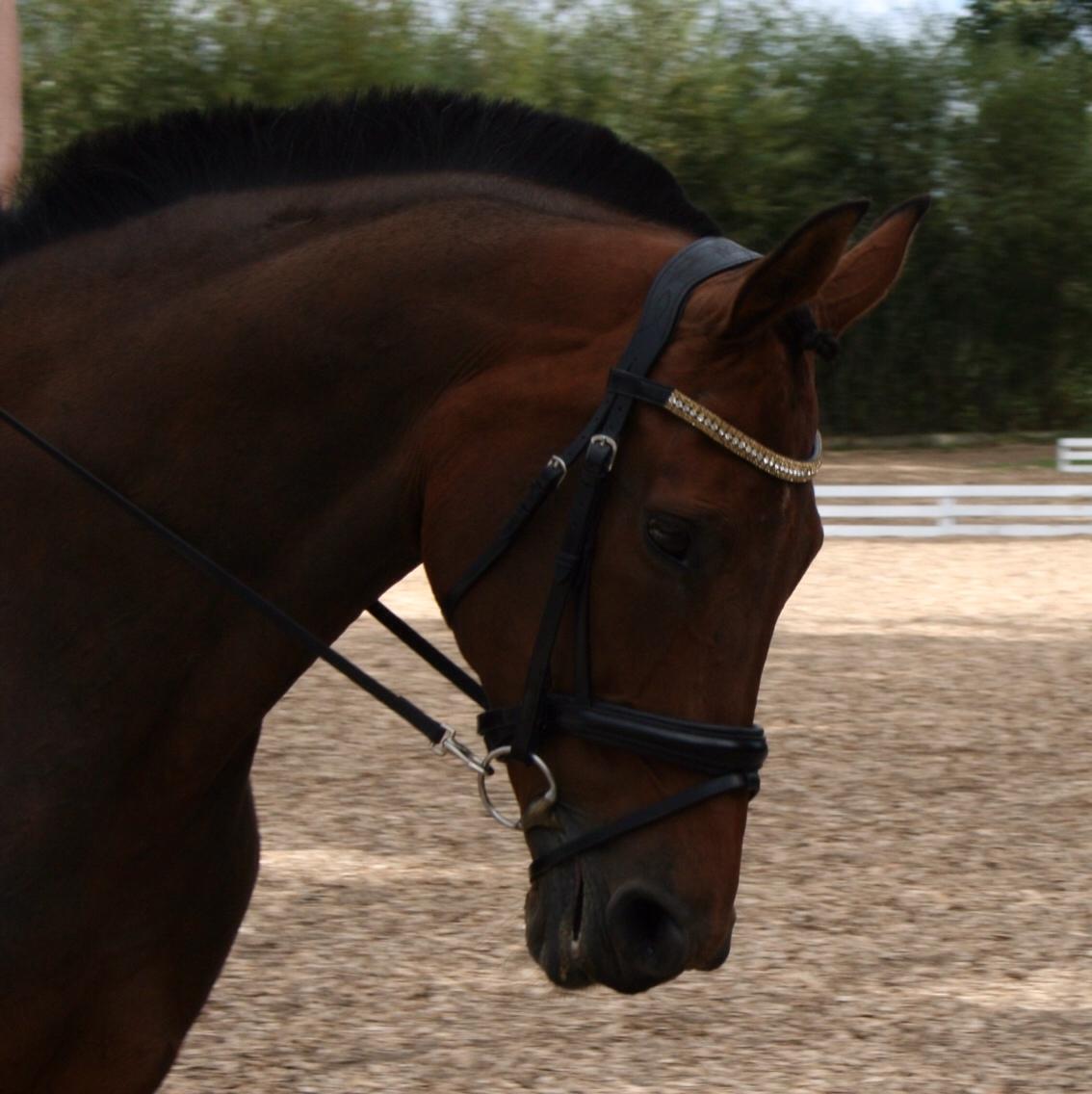 Hollandsk Varmblod Vuurpijl (Vega) billede 24