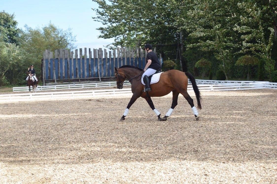 Hollandsk Varmblod Vuurpijl (Vega) billede 26