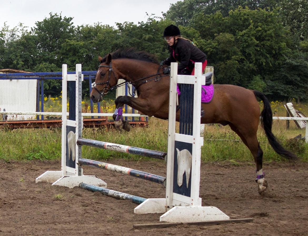 Tysk Sportspony Burghof´s voyager - efter året 2016 billede 33