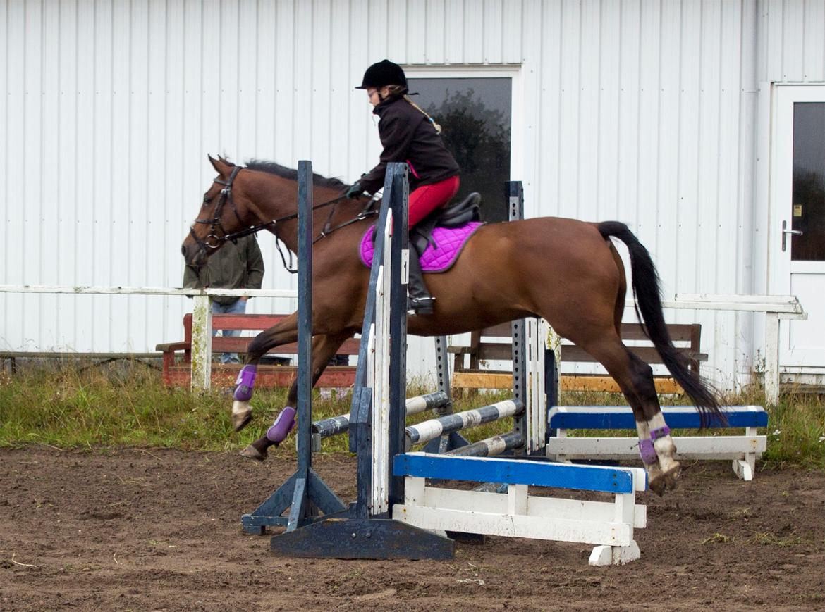 Tysk Sportspony Burghof´s voyager - efter året 2016 billede 34