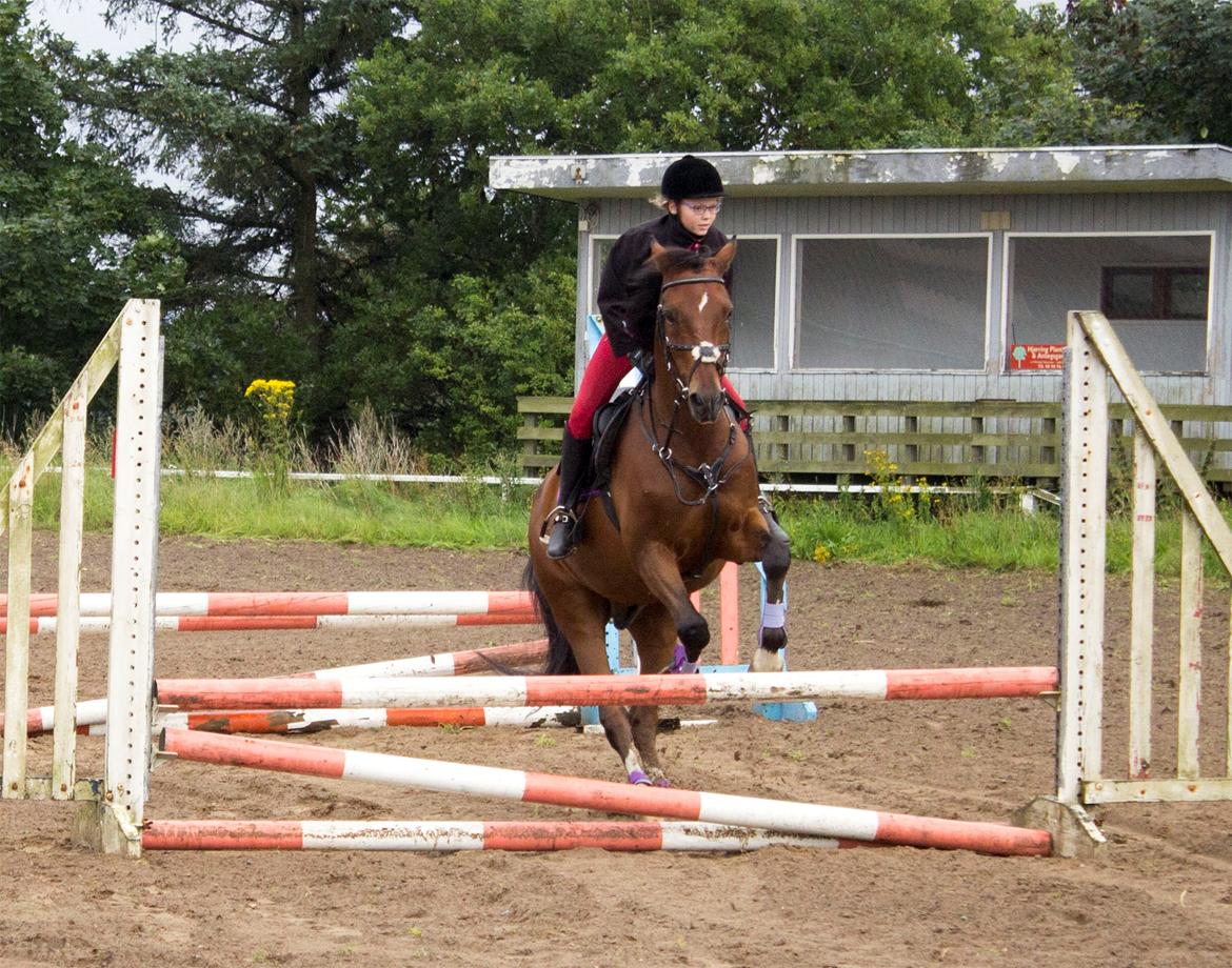 Tysk Sportspony Burghof´s voyager billede 2