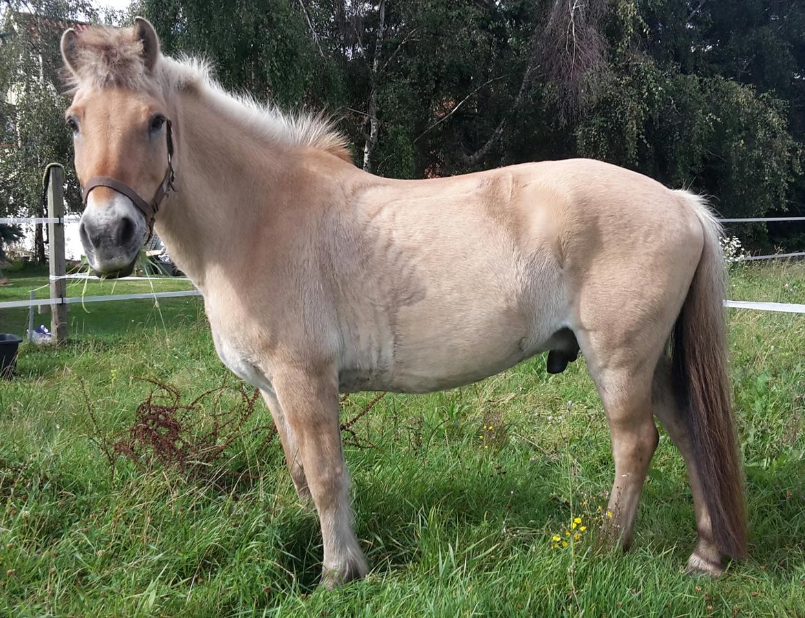 Fjordhest Junker  billede 14