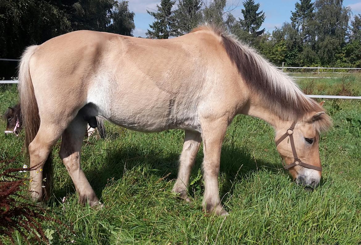 Fjordhest Junker  billede 8