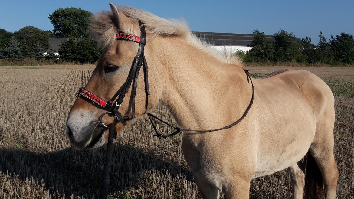 Fjordhest Junker  billede 10