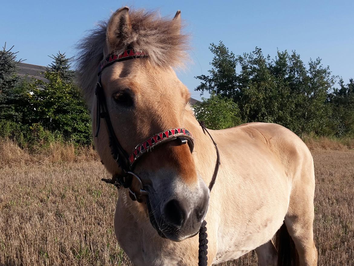 Fjordhest Junker  billede 13