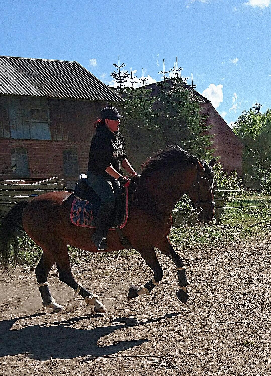 Hollandsk Varmblod Ayah (solgt) billede 12