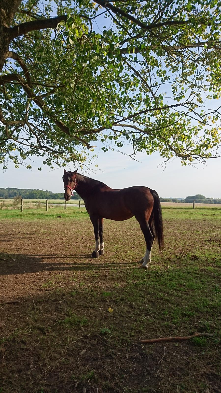 Hollandsk Varmblod Ayah (solgt) billede 13