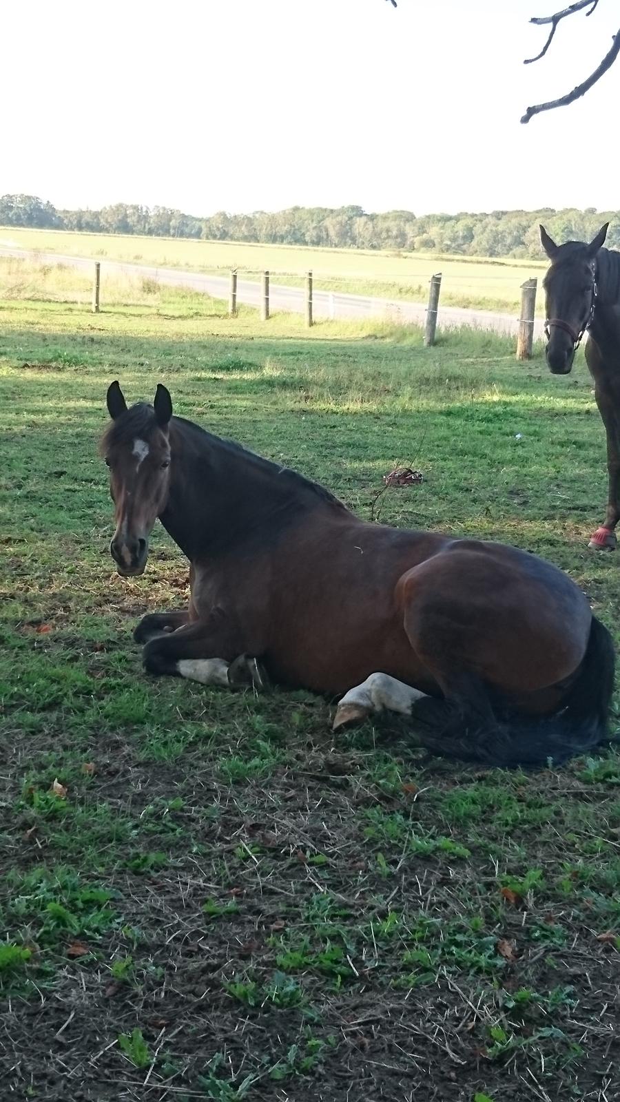 Hollandsk Varmblod Ayah (solgt) billede 14