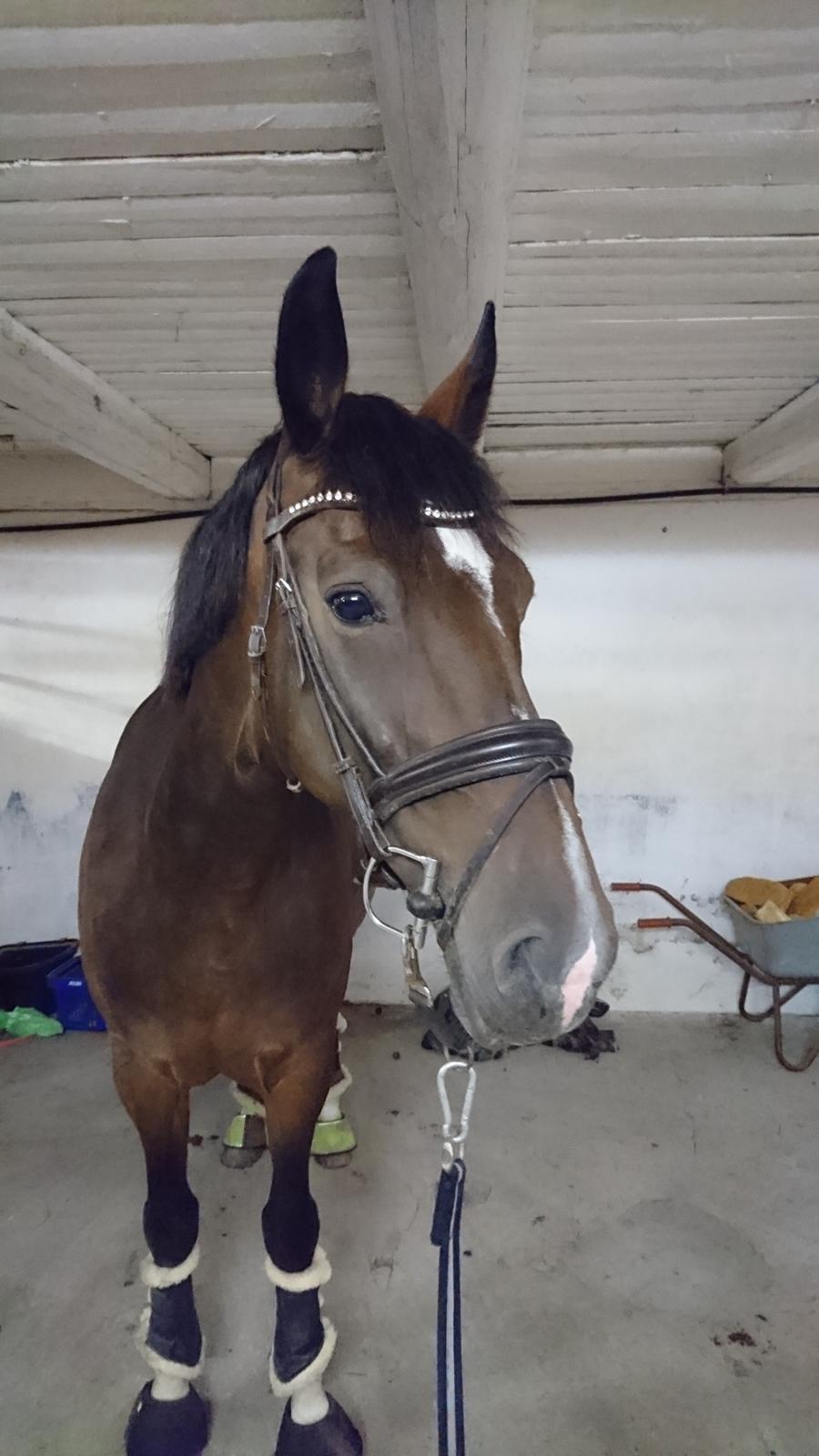 Hollandsk Varmblod Ayah (solgt) billede 15