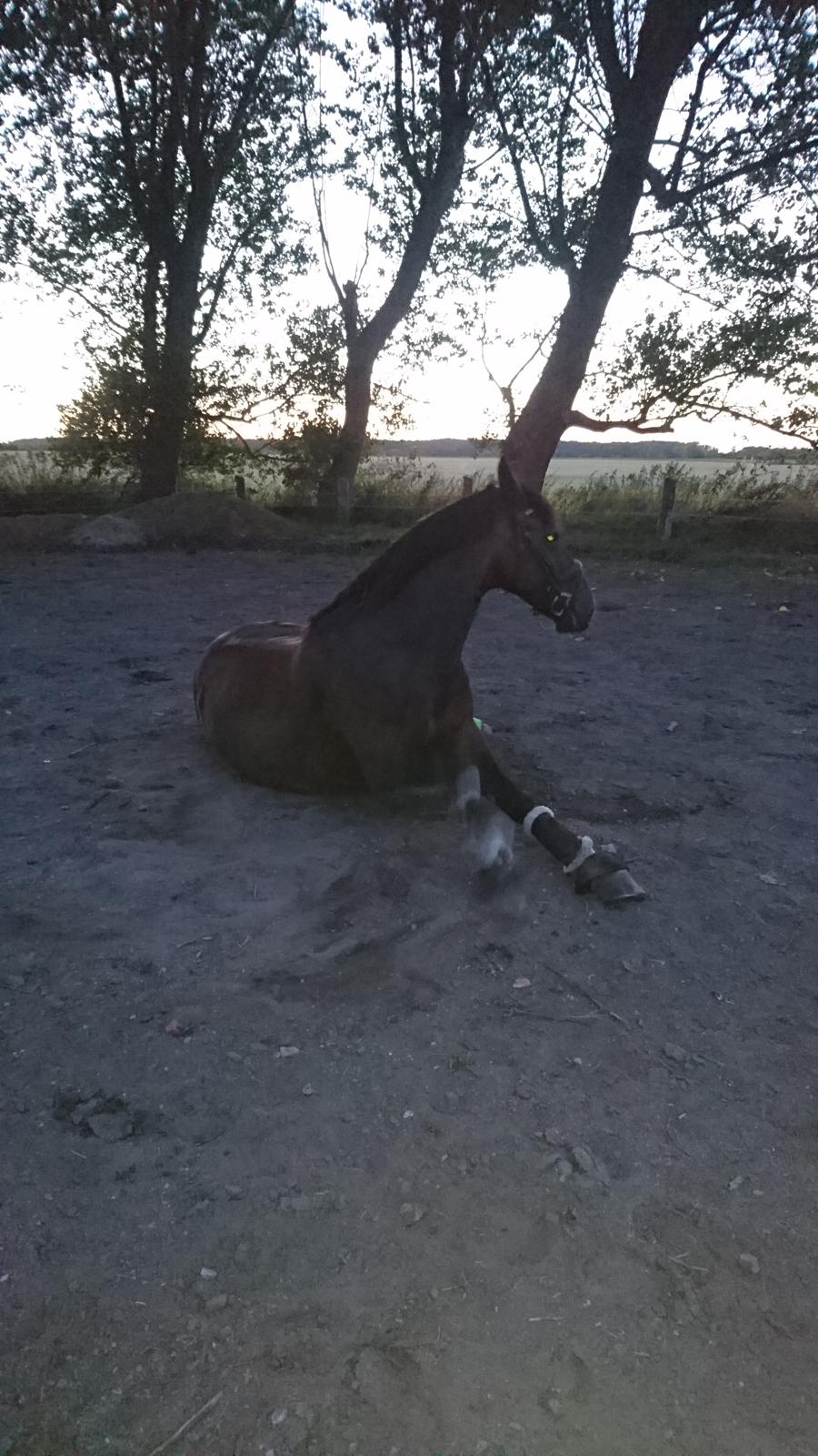 Hollandsk Varmblod Ayah (solgt) billede 16