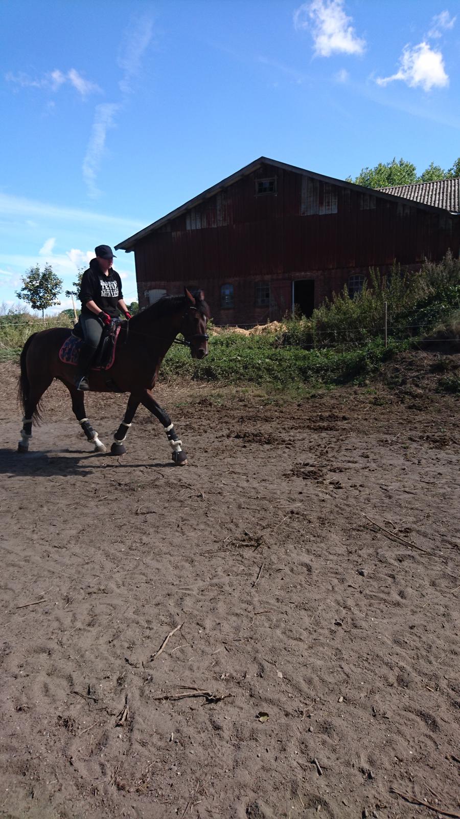 Hollandsk Varmblod Ayah (solgt) billede 17