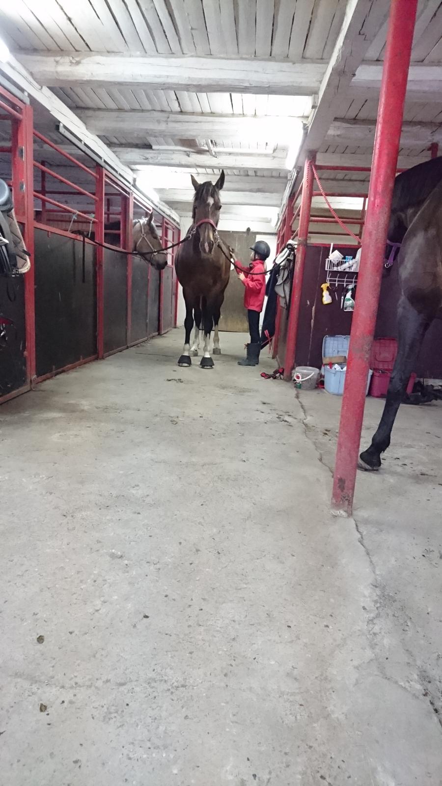 Hollandsk Varmblod Ayah (solgt) billede 18