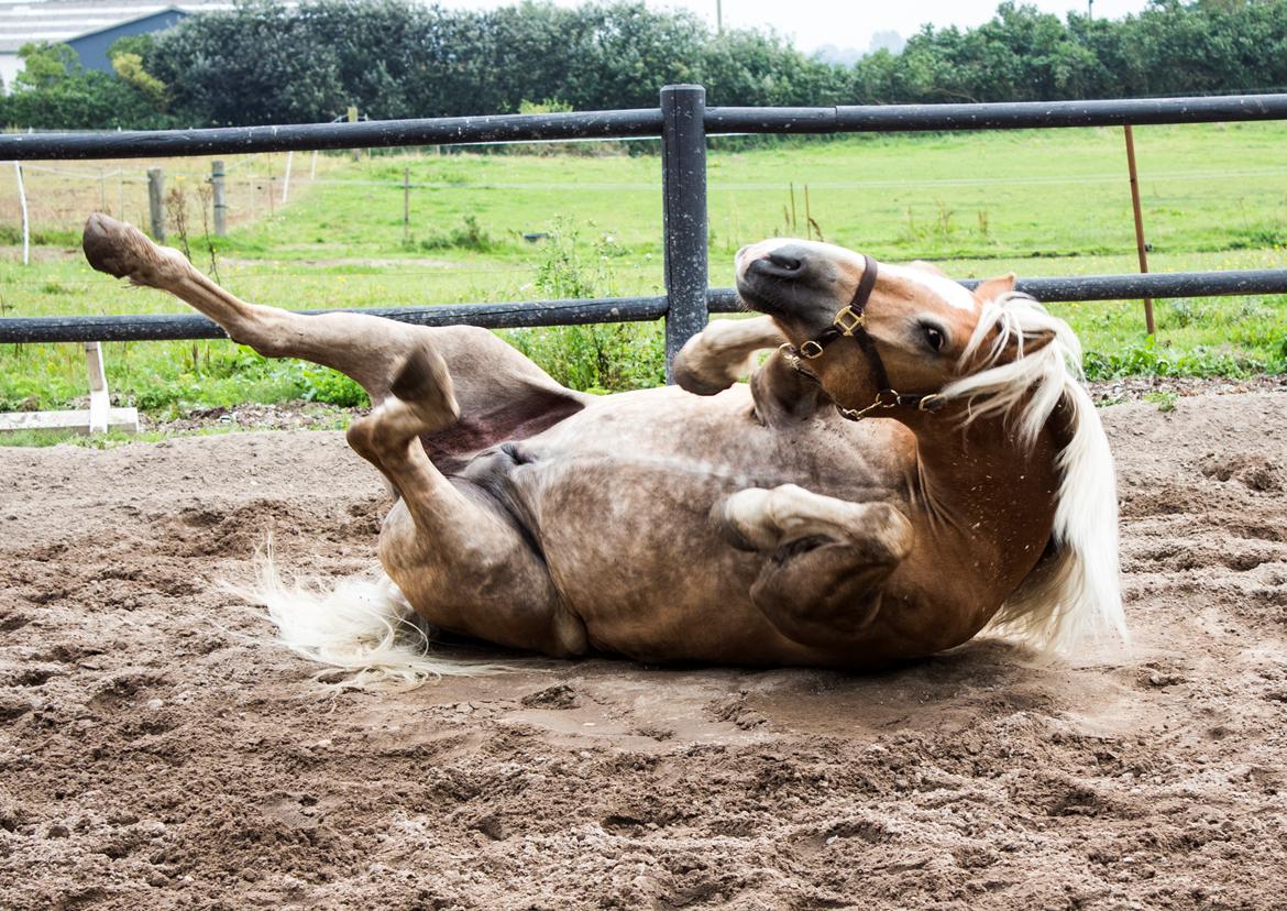 Haflinger BAILEY billede 15