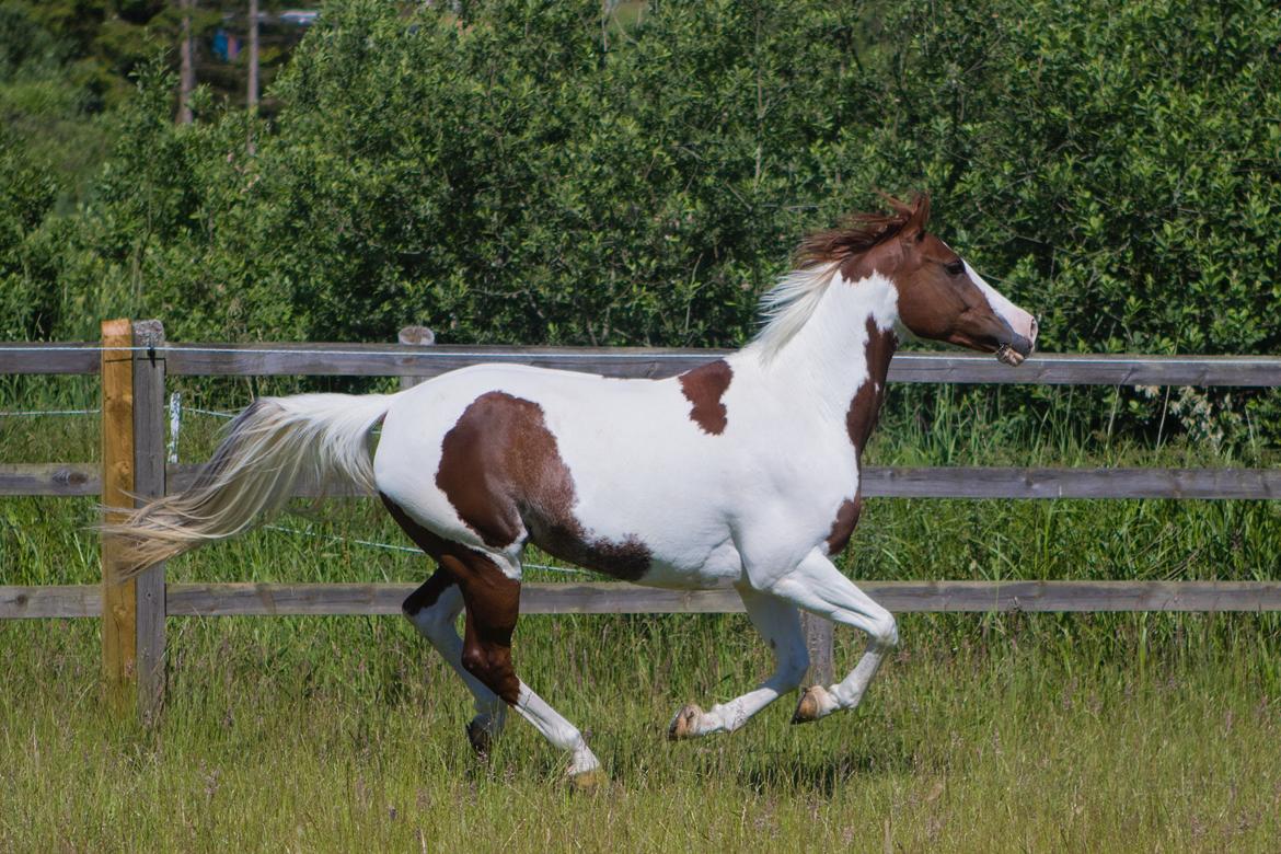 Anden særlig race Tai San Indiana billede 1