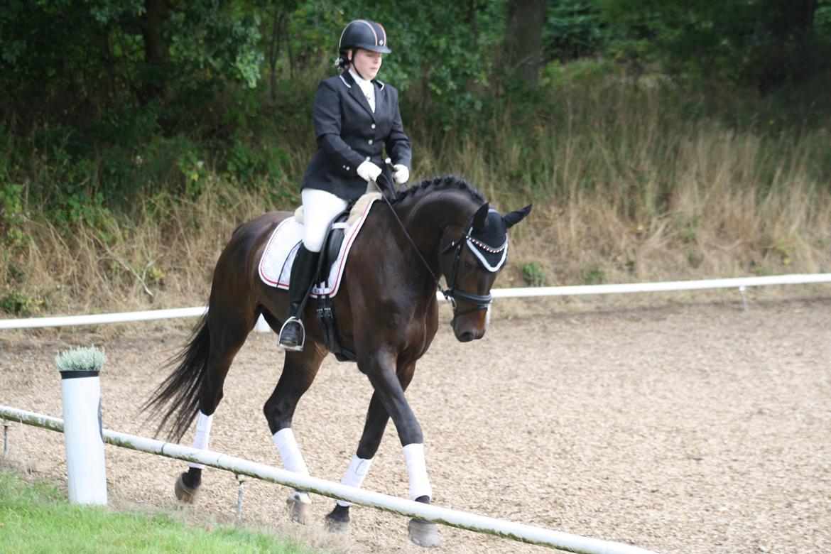 Dansk Varmblod Sieg zack billede 10