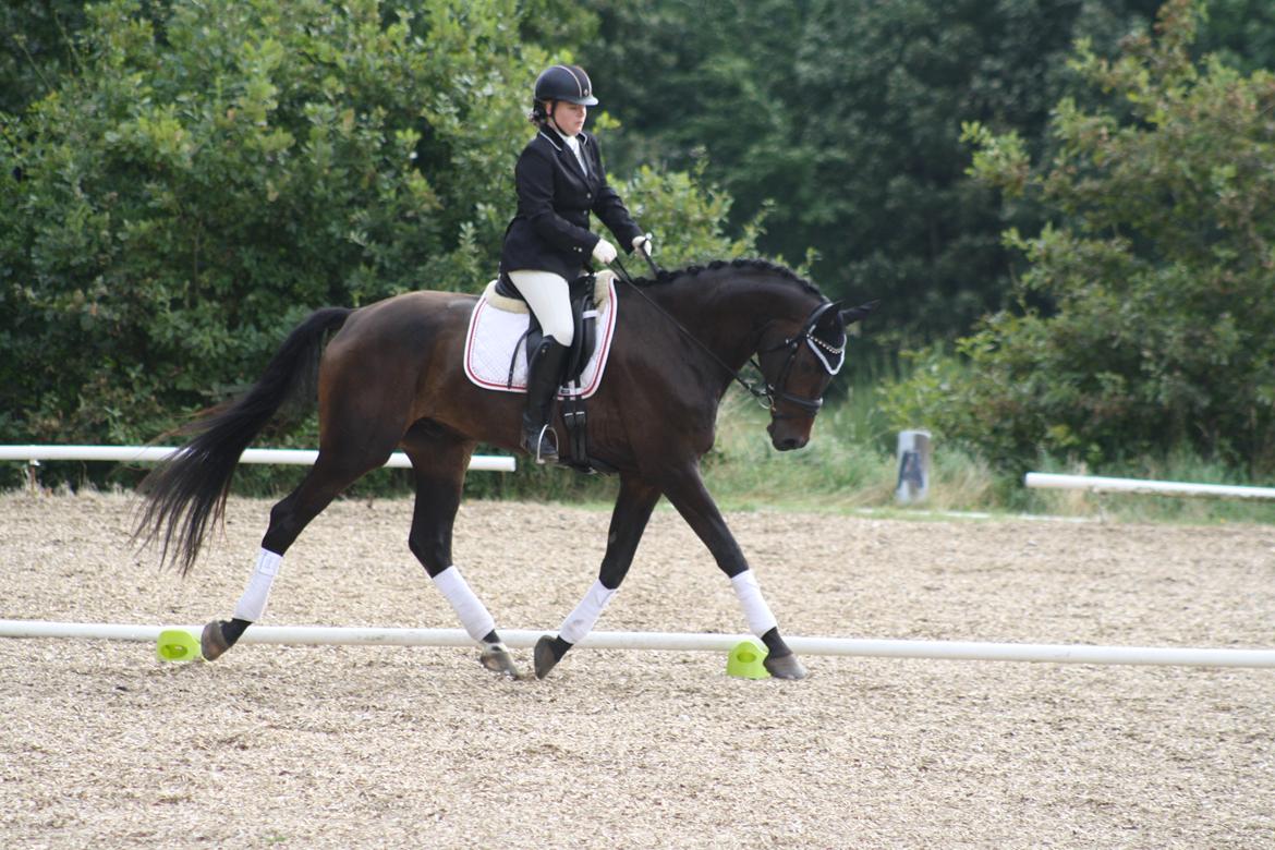 Dansk Varmblod Sieg zack billede 35