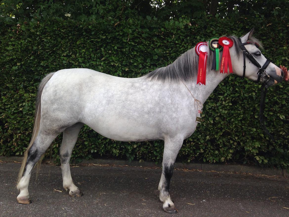 Welsh Mountain (sec A) Fakla Joy billede 1