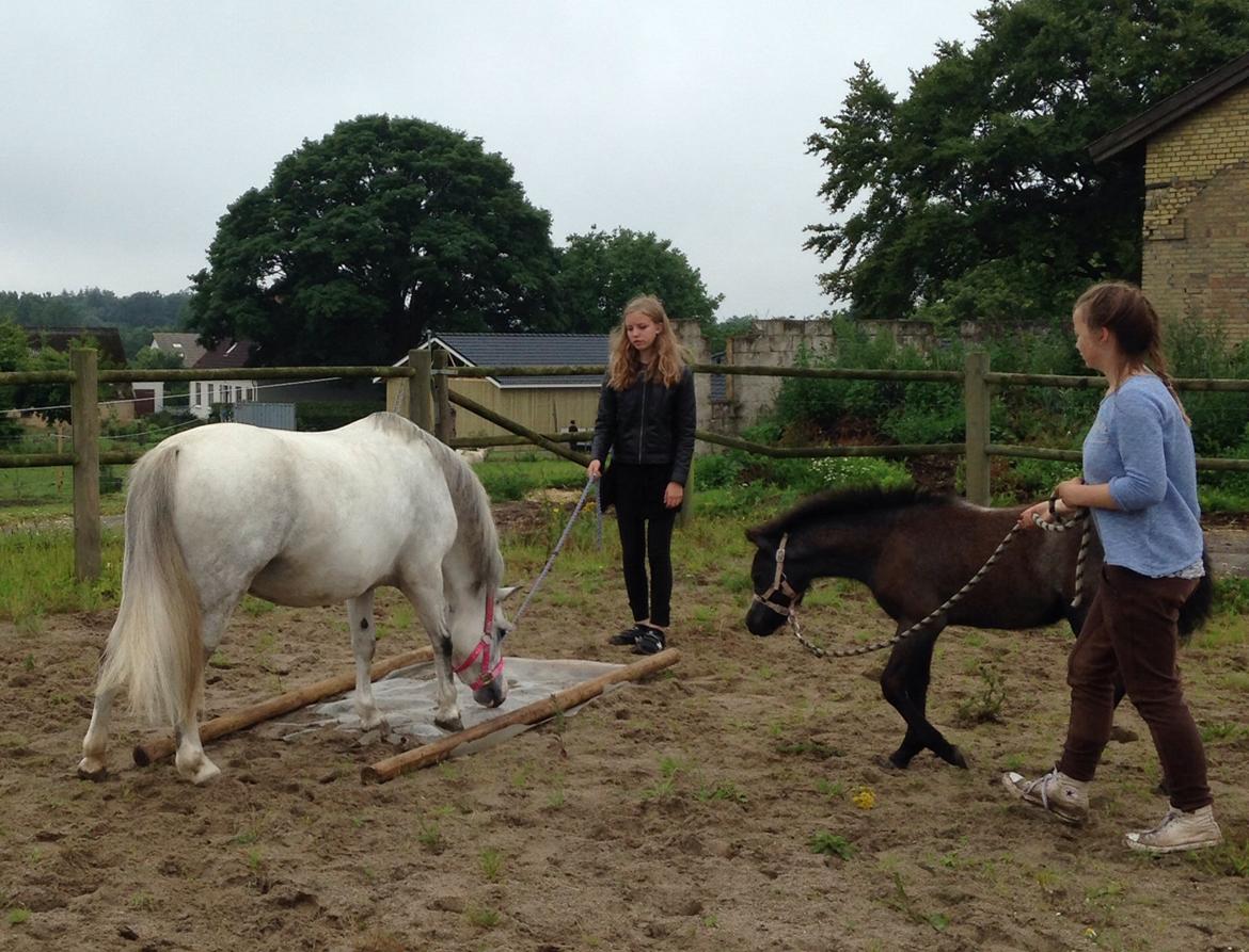 Welsh Mountain (sec A) Fakla Joy billede 3