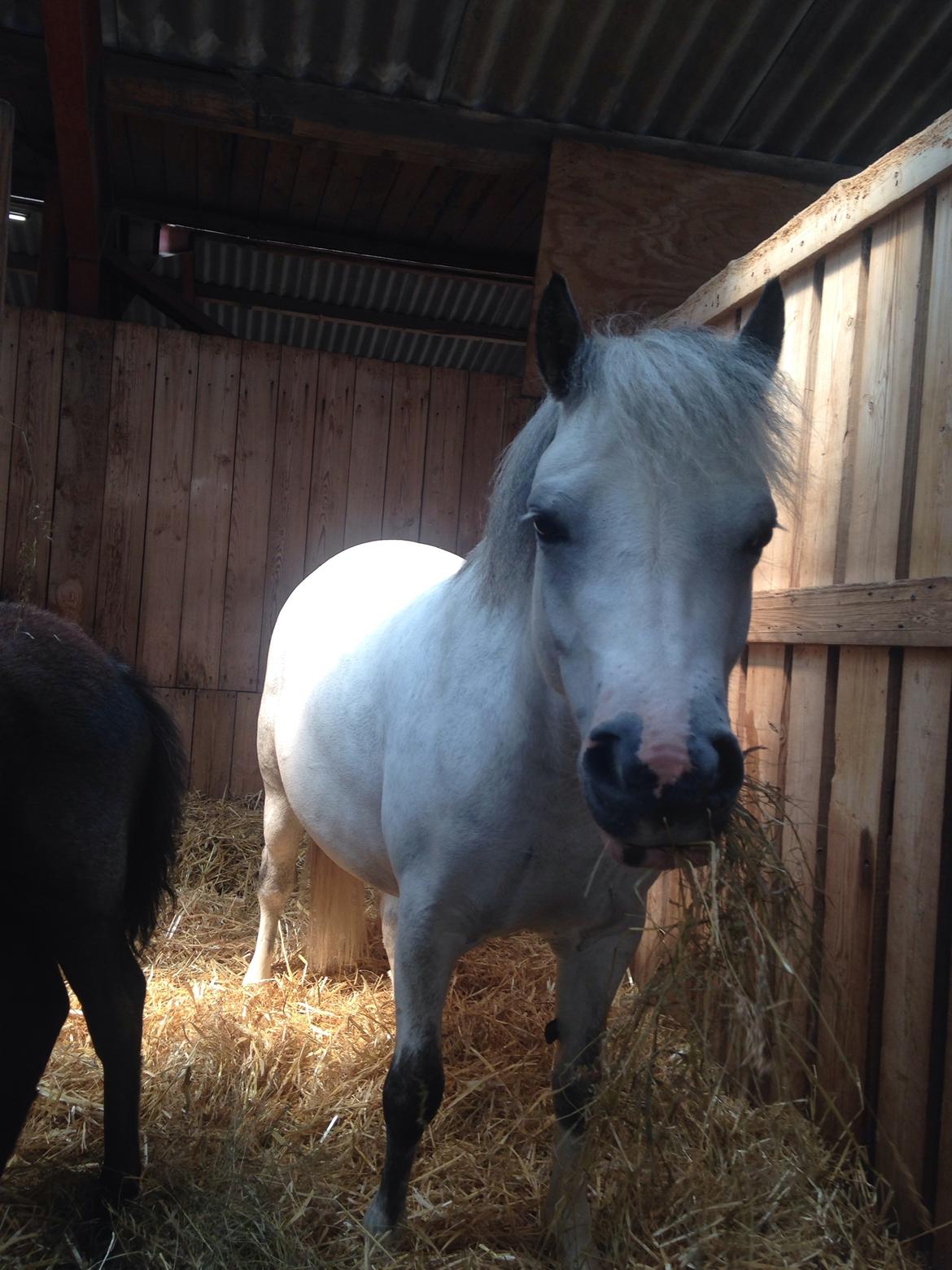 Welsh Mountain (sec A) Fakla Joy billede 2