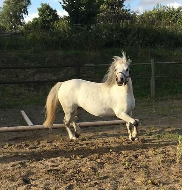 Welsh Mountain (sec A) Fakla Joy billede 5