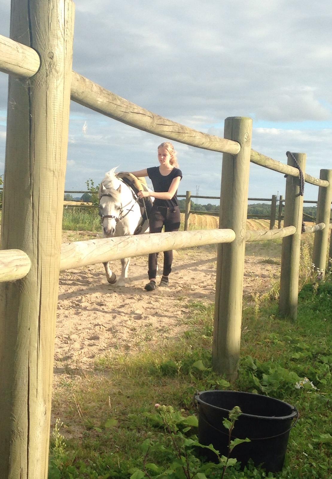 Welsh Mountain (sec A) Fakla Joy billede 6