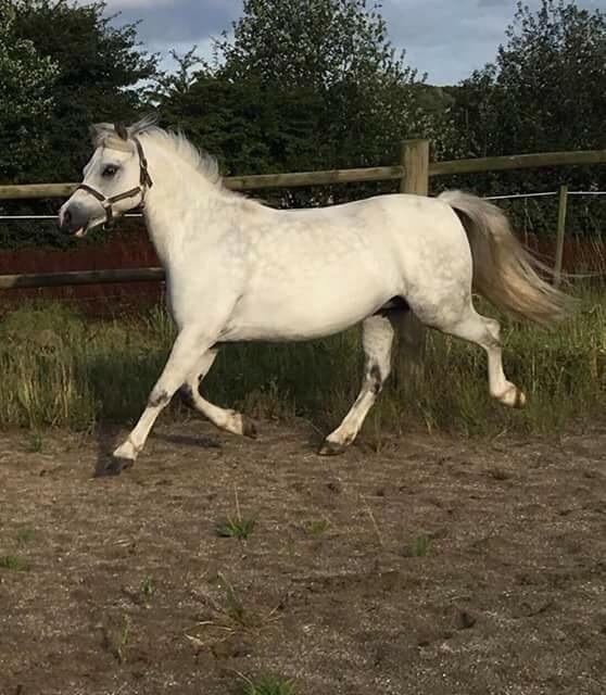 Welsh Mountain (sec A) Fakla Joy billede 4