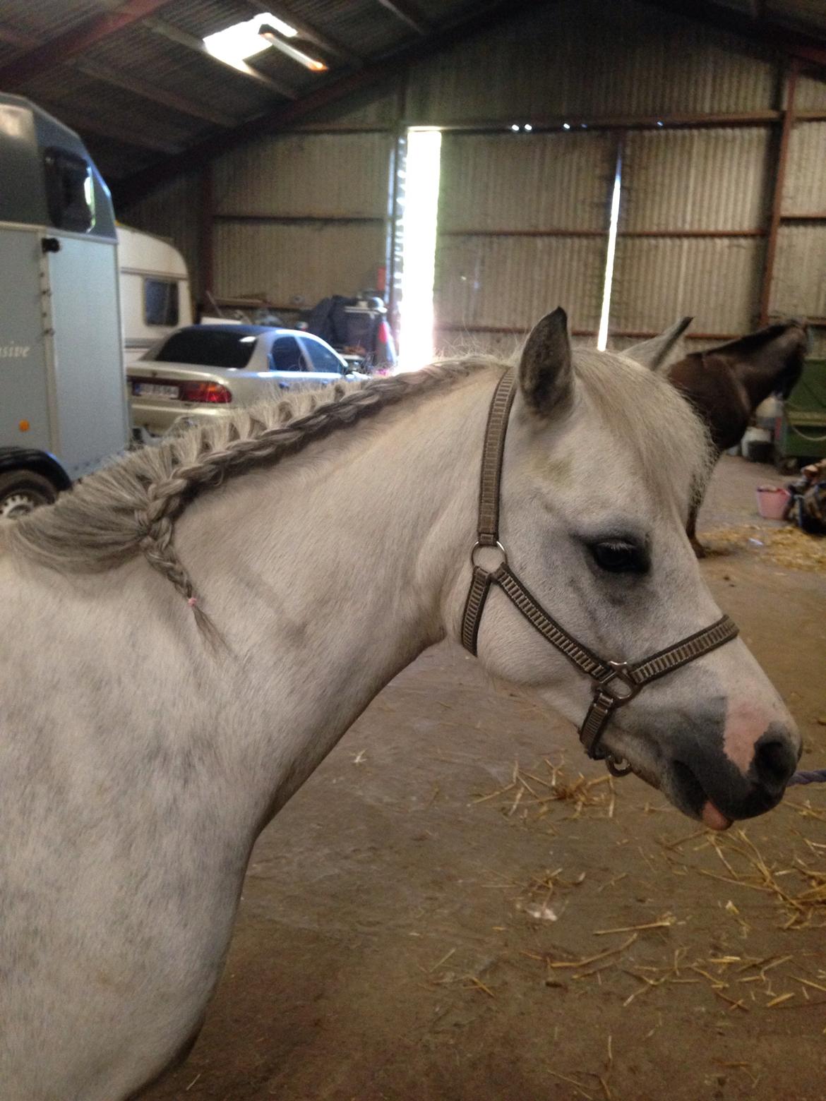 Welsh Mountain (sec A) Fakla Joy billede 7