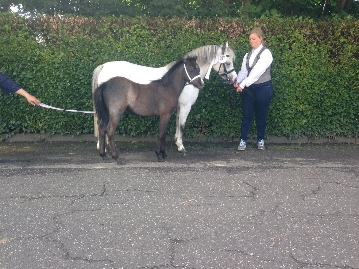 Welsh Mountain (sec A) Stensgaards Jolene billede 1