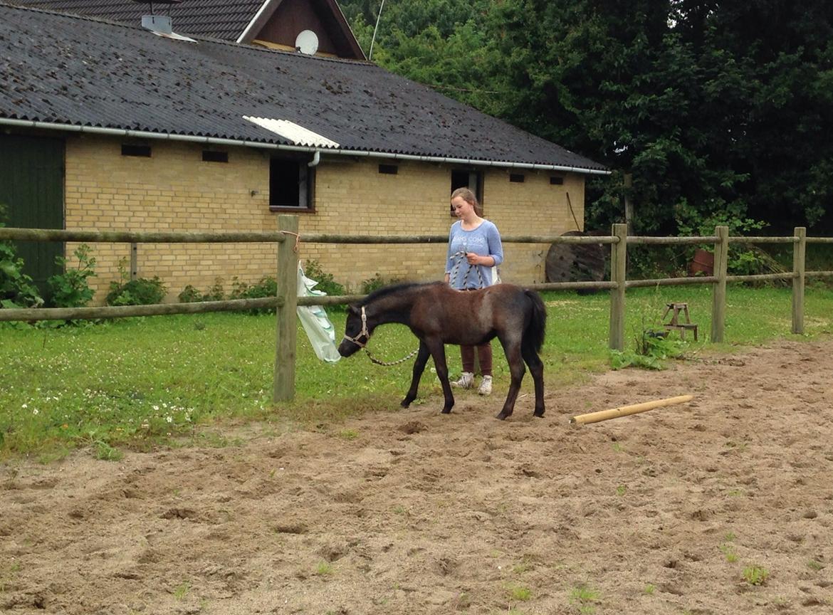 Welsh Mountain (sec A) Stensgaards Jolene billede 4