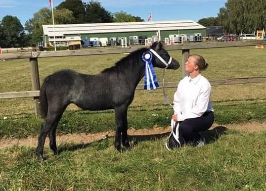 Welsh Mountain (sec A) Stensgaards Jolene billede 5
