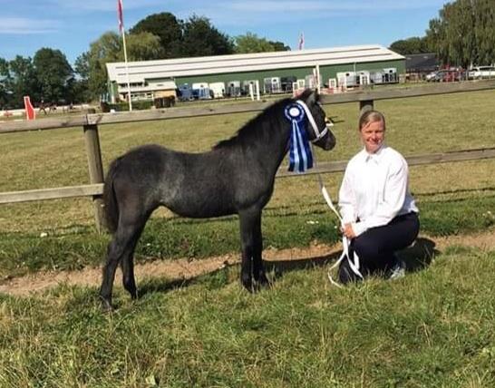 Welsh Mountain (sec A) Stensgaards Jolene billede 6