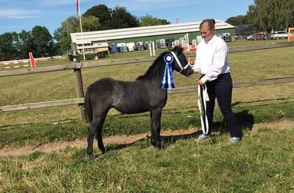Welsh Mountain (sec A) Stensgaards Jolene billede 7