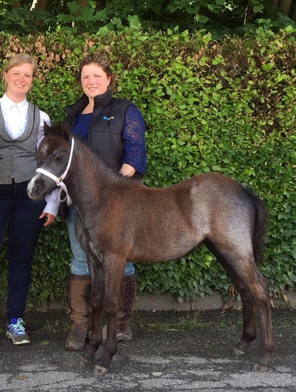 Welsh Mountain (sec A) Stensgaards Jolene billede 2