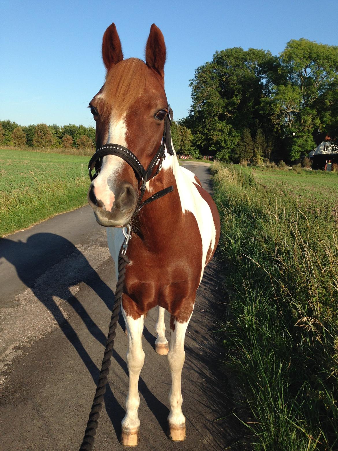 Pinto Blade - Mit guld billede 17