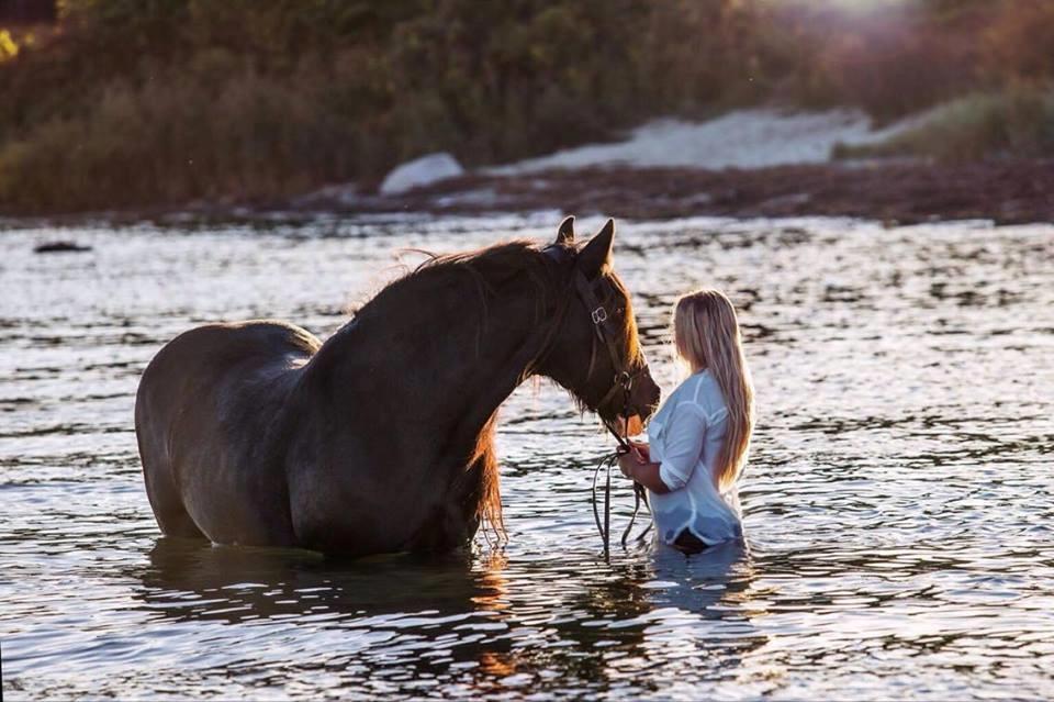 Irish Cob Lady Giga Of Ireland billede 20