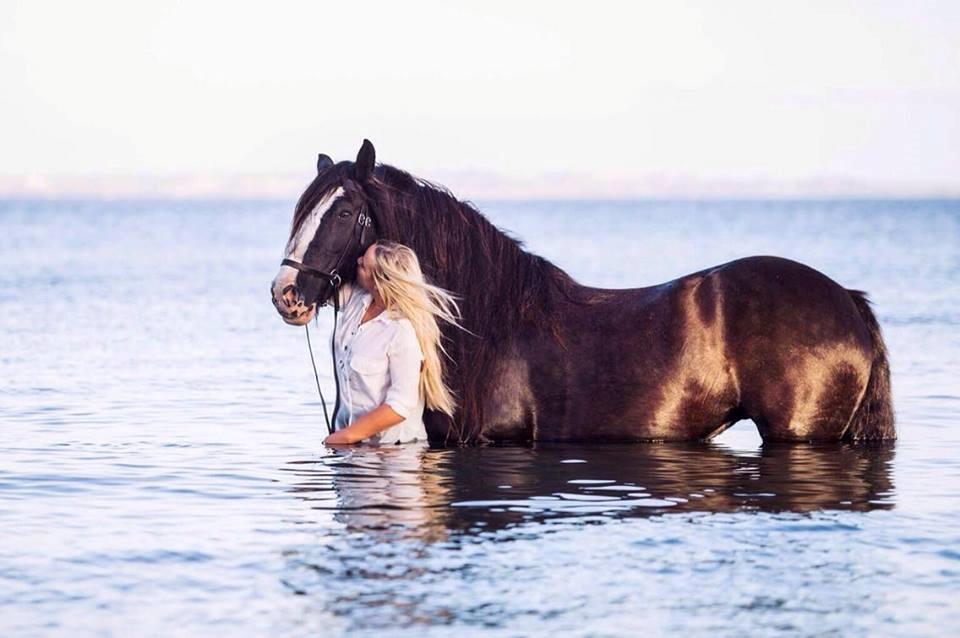 Irish Cob Lady Giga Of Ireland billede 3