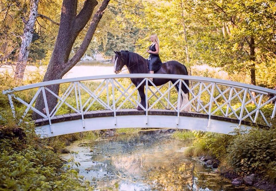 Irish Cob Lady Giga Of Ireland billede 14