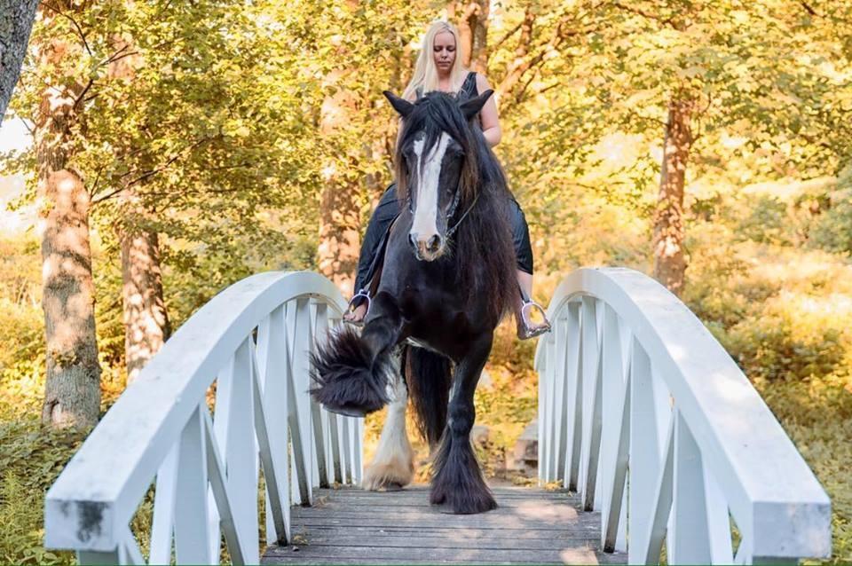 Irish Cob Lady Giga Of Ireland billede 13