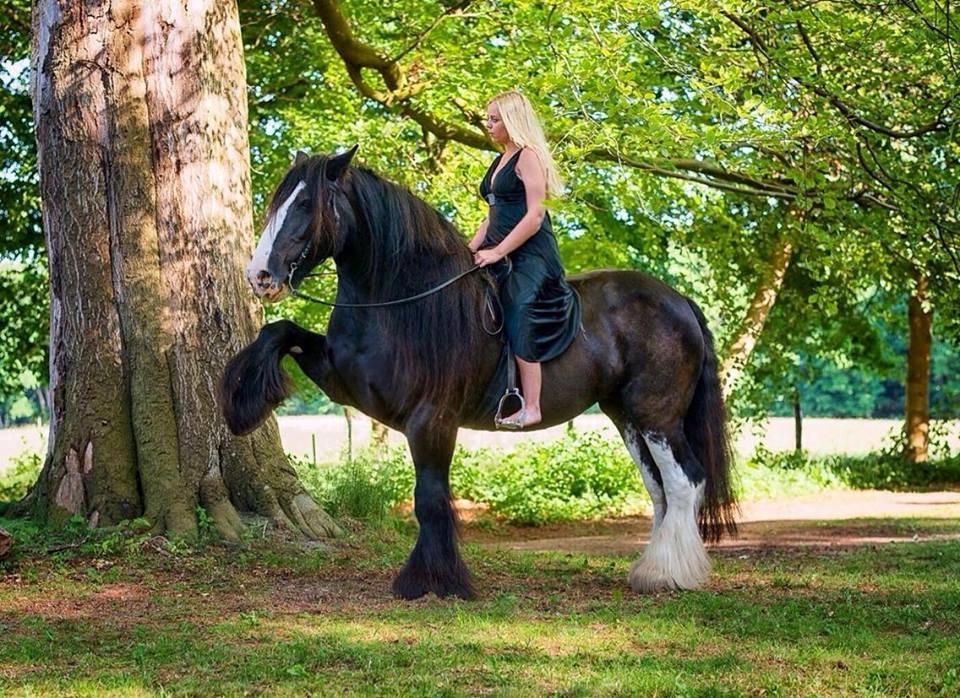 Irish Cob Lady Giga Of Ireland billede 12